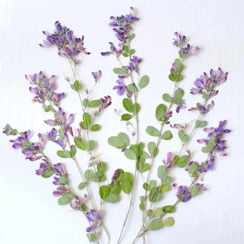 6pcs,nature Lespedeza Formosa  - Dried Flower Bookmark avis et prix
