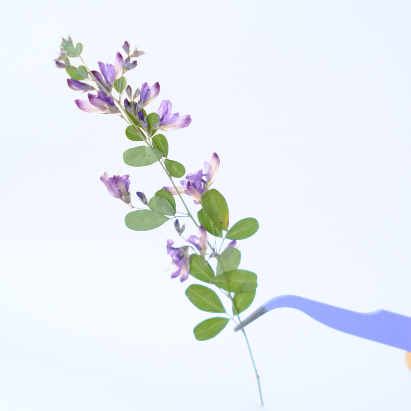 6pcs,nature Lespedeza Formosa  - Dried Flower Bookmark avis et prix