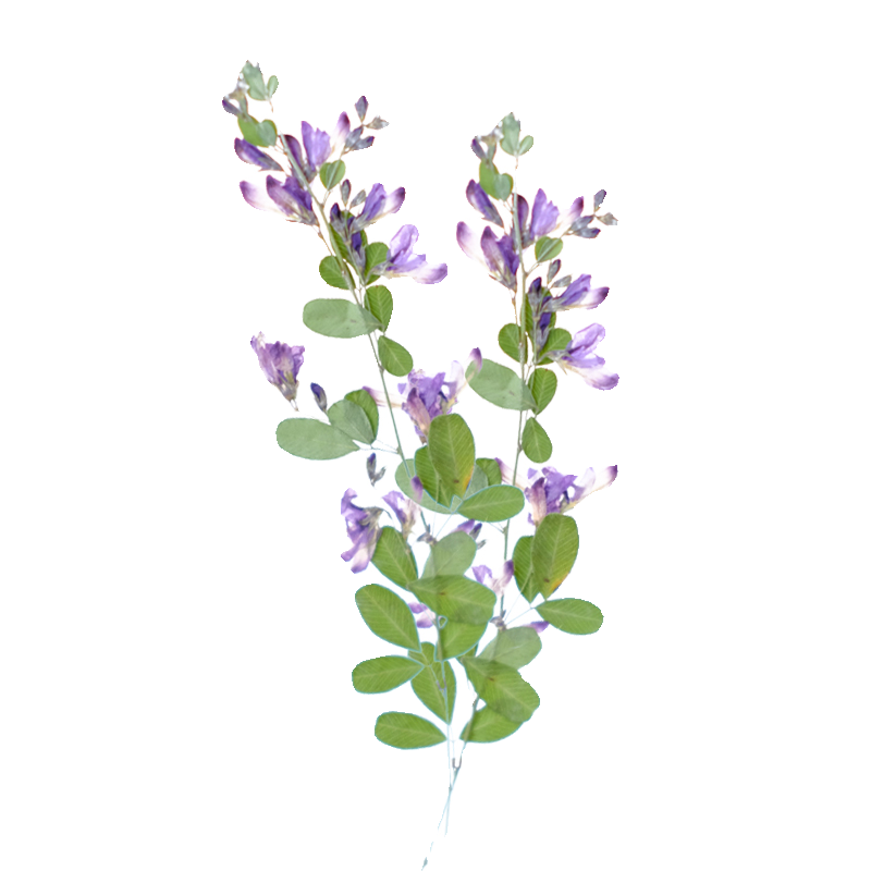6pcs,nature Lespedeza Formosa  - Dried Flower Bookmark avis et prix