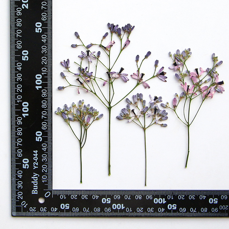 120pcs Pressed Dried Melia aze - Dried Flower Bookmark avis et prix