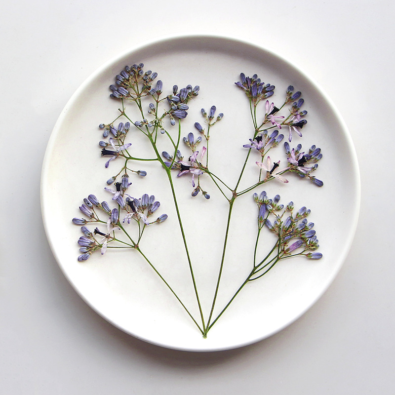 120pcs Pressed Dried Melia aze - Dried Flower Bookmark avis et prix