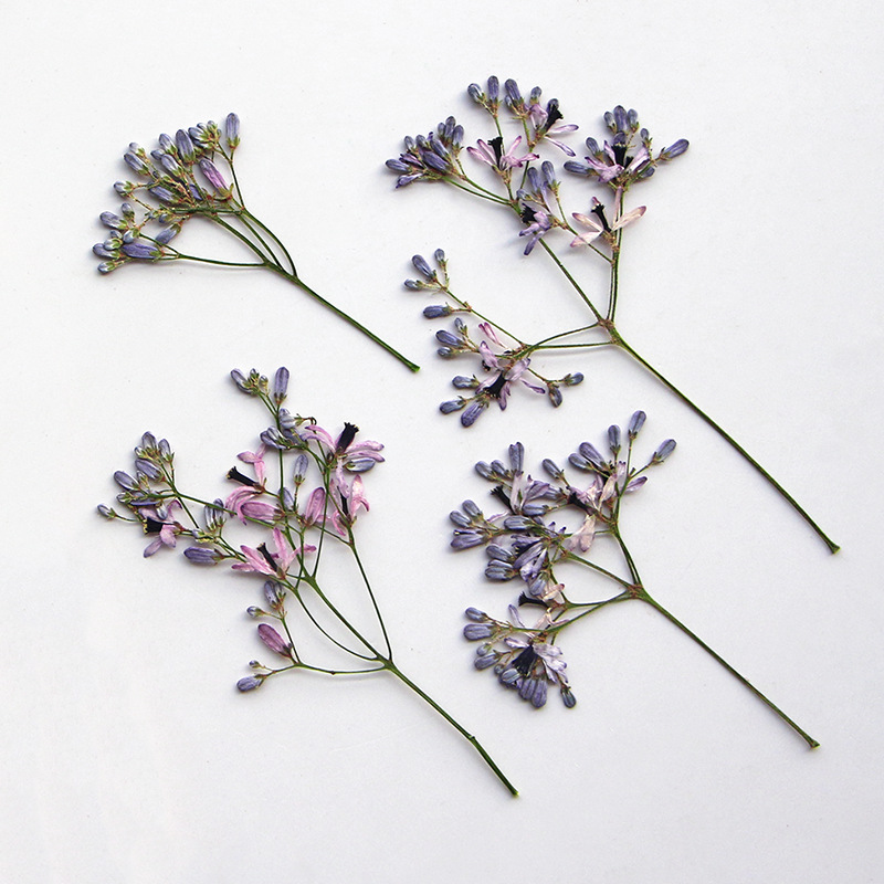 120pcs Pressed Dried Melia aze - Dried Flower Bookmark avis et prix