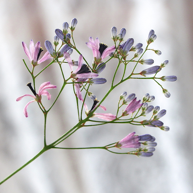 120pcs Pressed Dried Melia aze - Dried Flower Bookmark avis et prix