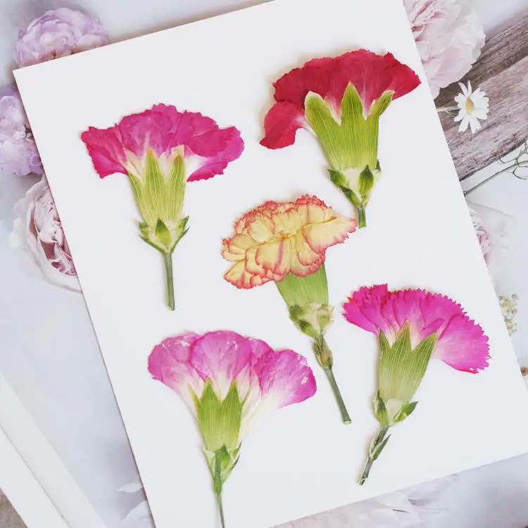 6pcs/4-7cm,Carnation dried flo - Dried Flower Bookmark avis et prix