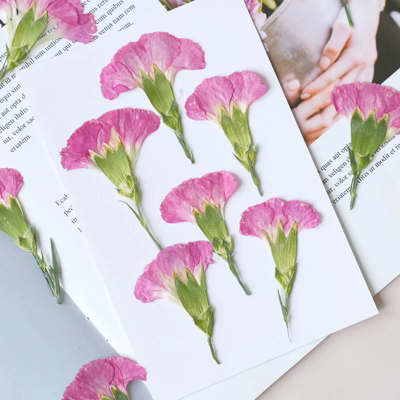 6pcs/4-7cm,Carnation dried flo - Dried Flower Bookmark avis et prix