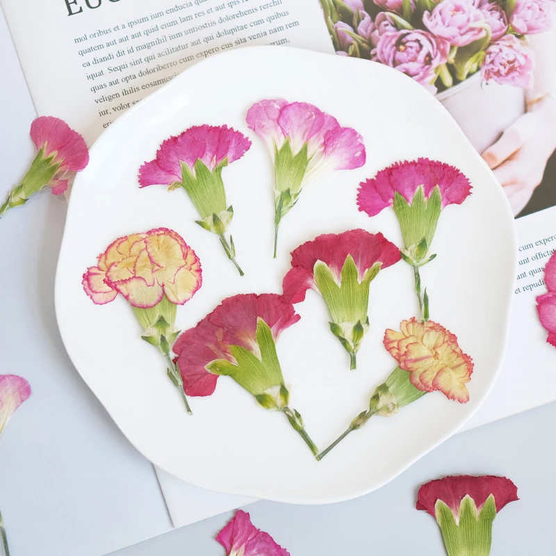 6pcs/4-7cm,Carnation dried flo - Dried Flower Bookmark avis et prix