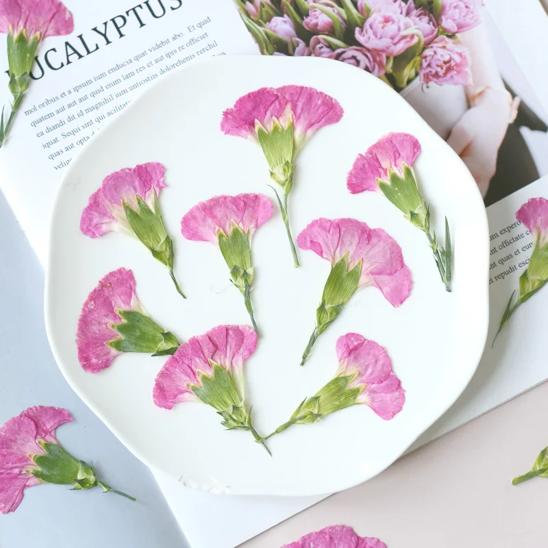 6pcs/4-7cm,Carnation dried flo - Dried Flower Bookmark avis et prix