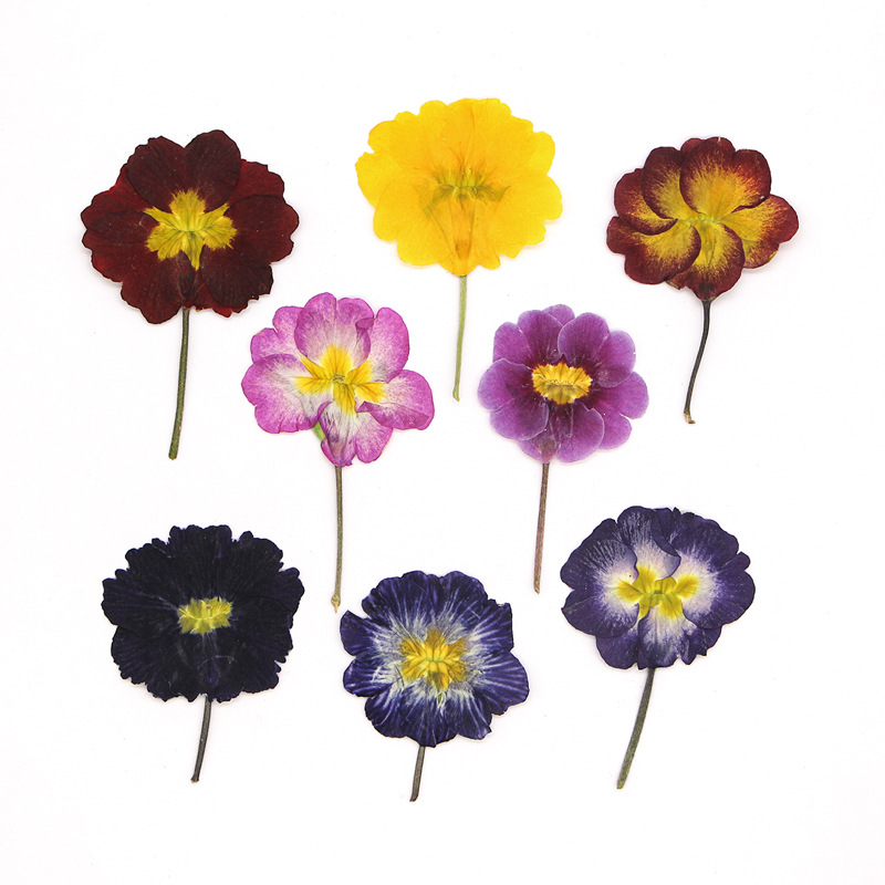 48Pcs European Primrose Teachi - Dried Flower Bookmark avis et prix