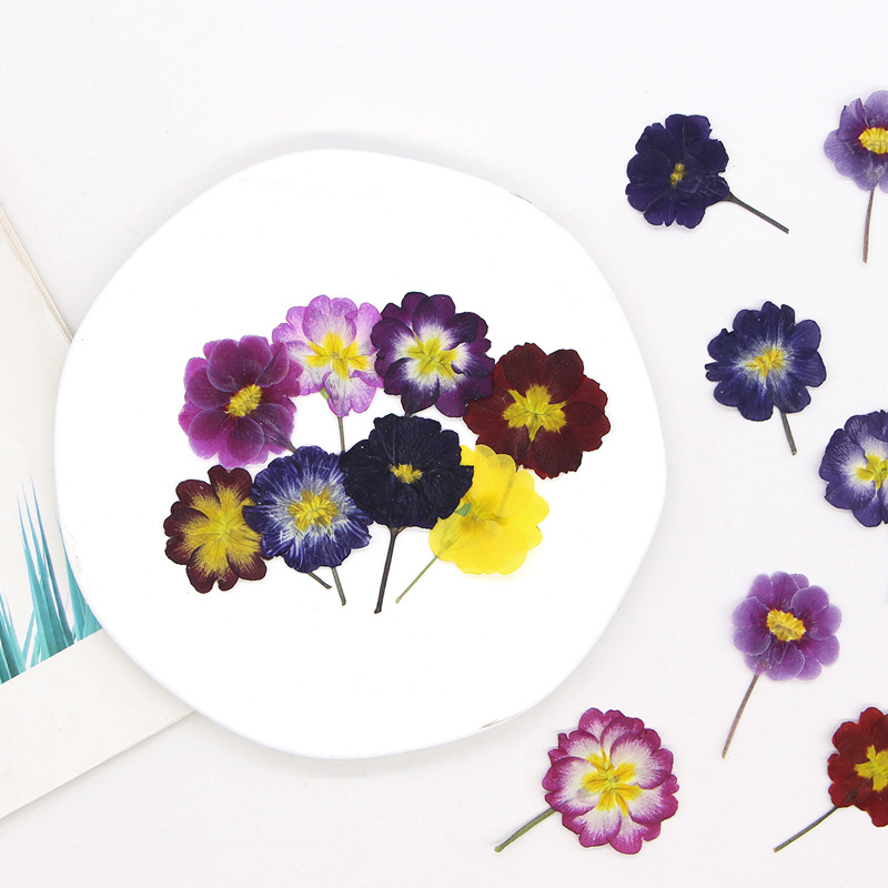 48Pcs European Primrose Teachi - Dried Flower Bookmark avis et prix
