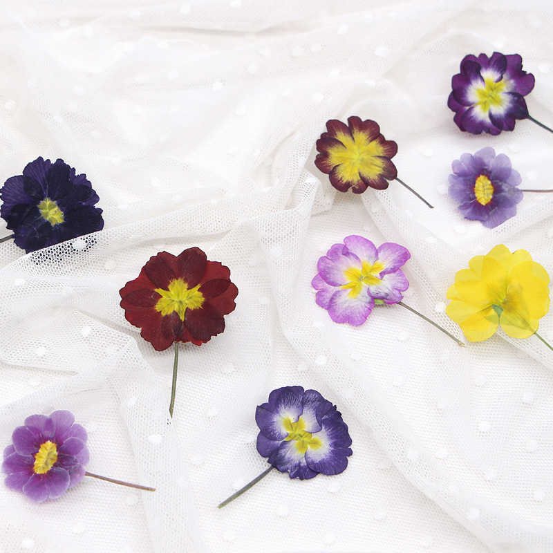 48Pcs European Primrose Teachi - Dried Flower Bookmark avis et prix