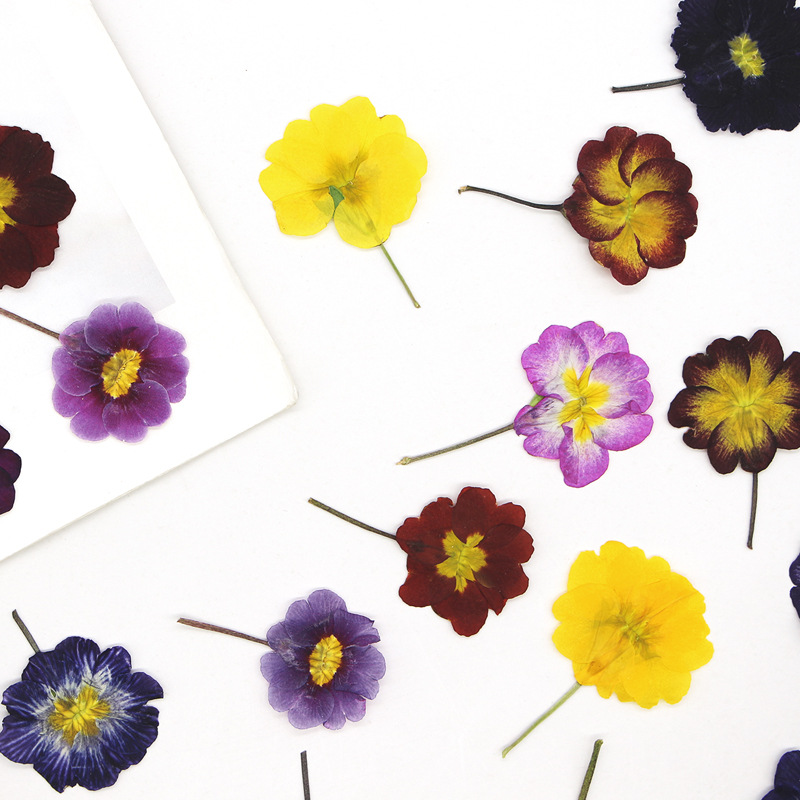 48Pcs European Primrose Teachi - Dried Flower Bookmark avis et prix