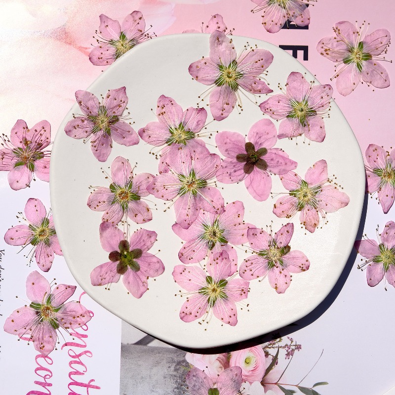 3-4cm./6pcs,Pink Peach Blossom - Dried Flower Bookmark avis et prix