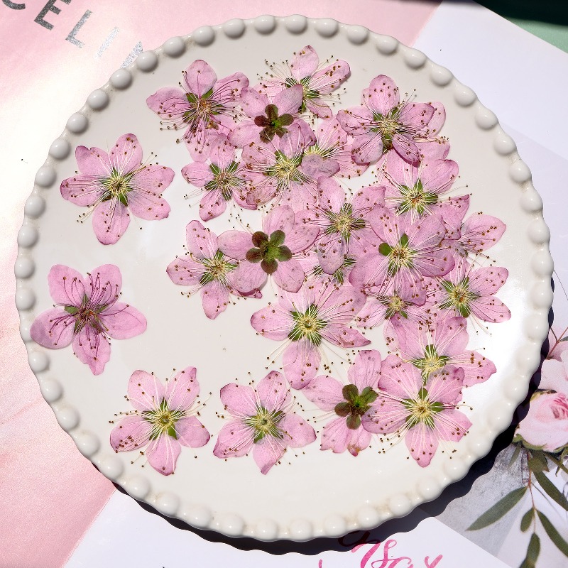 3-4cm./6pcs,Pink Peach Blossom - Dried Flower Bookmark avis et prix