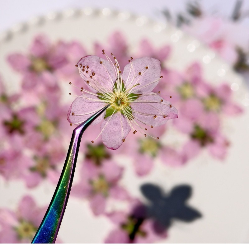 3-4cm./6pcs,Pink Peach Blossom - Dried Flower Bookmark avis et prix