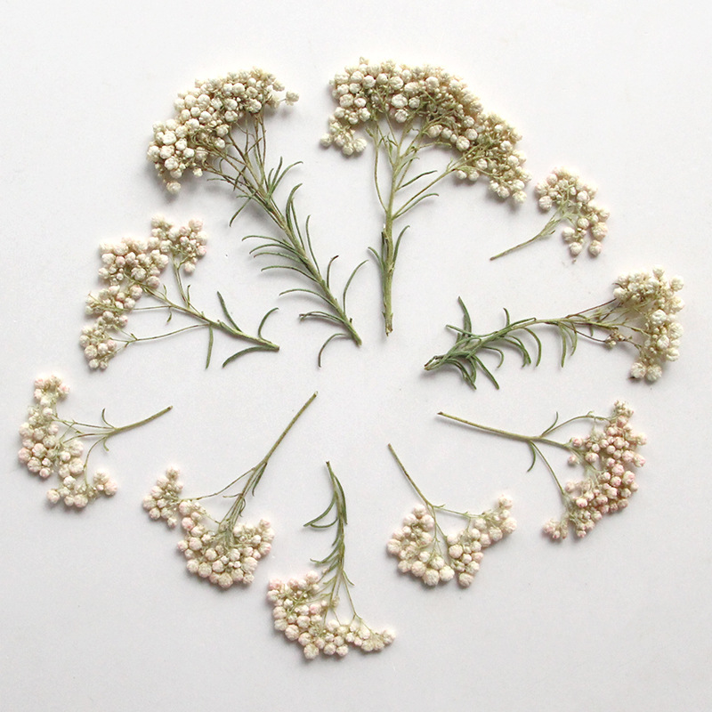 12pcs,Nature Millet flower bra - Dried Flower Bookmark avis et prix
