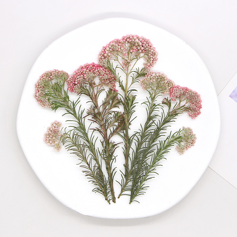 12pcs,Nature Millet flower bra - Dried Flower Bookmark avis et prix
