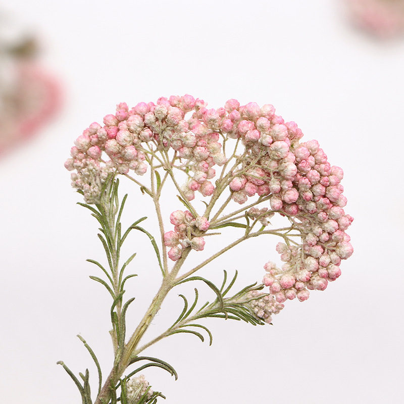 12pcs,Nature Millet flower bra - Dried Flower Bookmark avis et prix