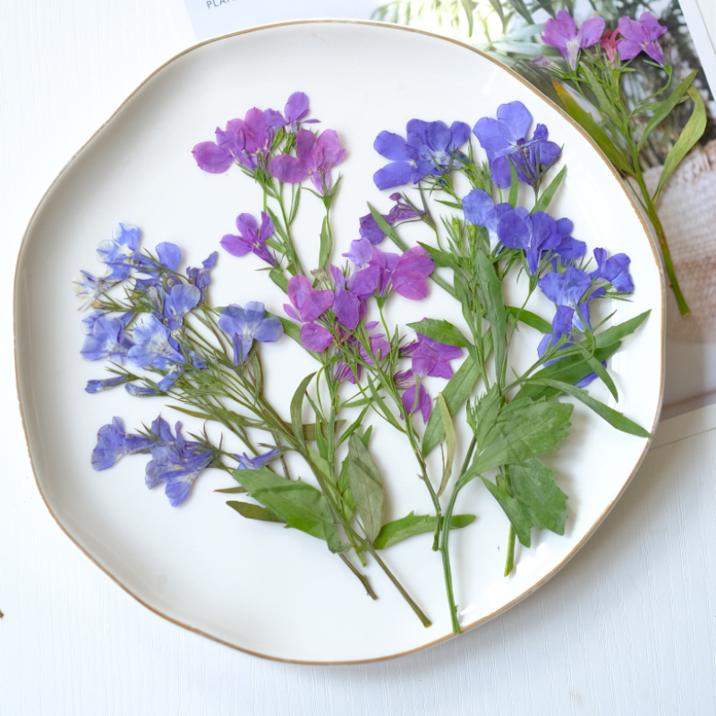 6pcs/8-13cm,nature Lobelia Eri - Dried Flower Bookmark avis et prix