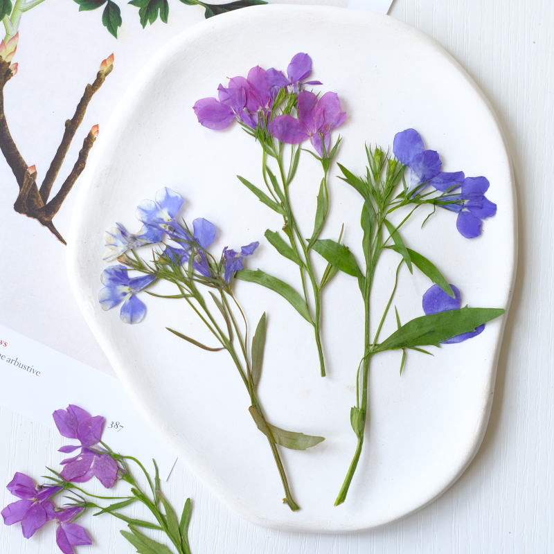 6pcs/8-13cm,nature Lobelia Eri - Dried Flower Bookmark avis et prix