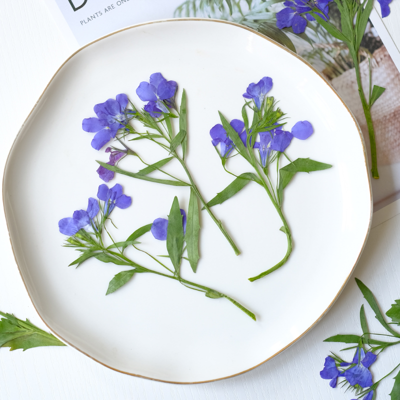 6pcs/8-13cm,nature Lobelia Eri - Dried Flower Bookmark avis et prix