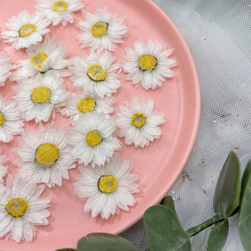 24pcs/2-4CM,Natural Pressed Fl - Dried Flower Bookmark avis et prix