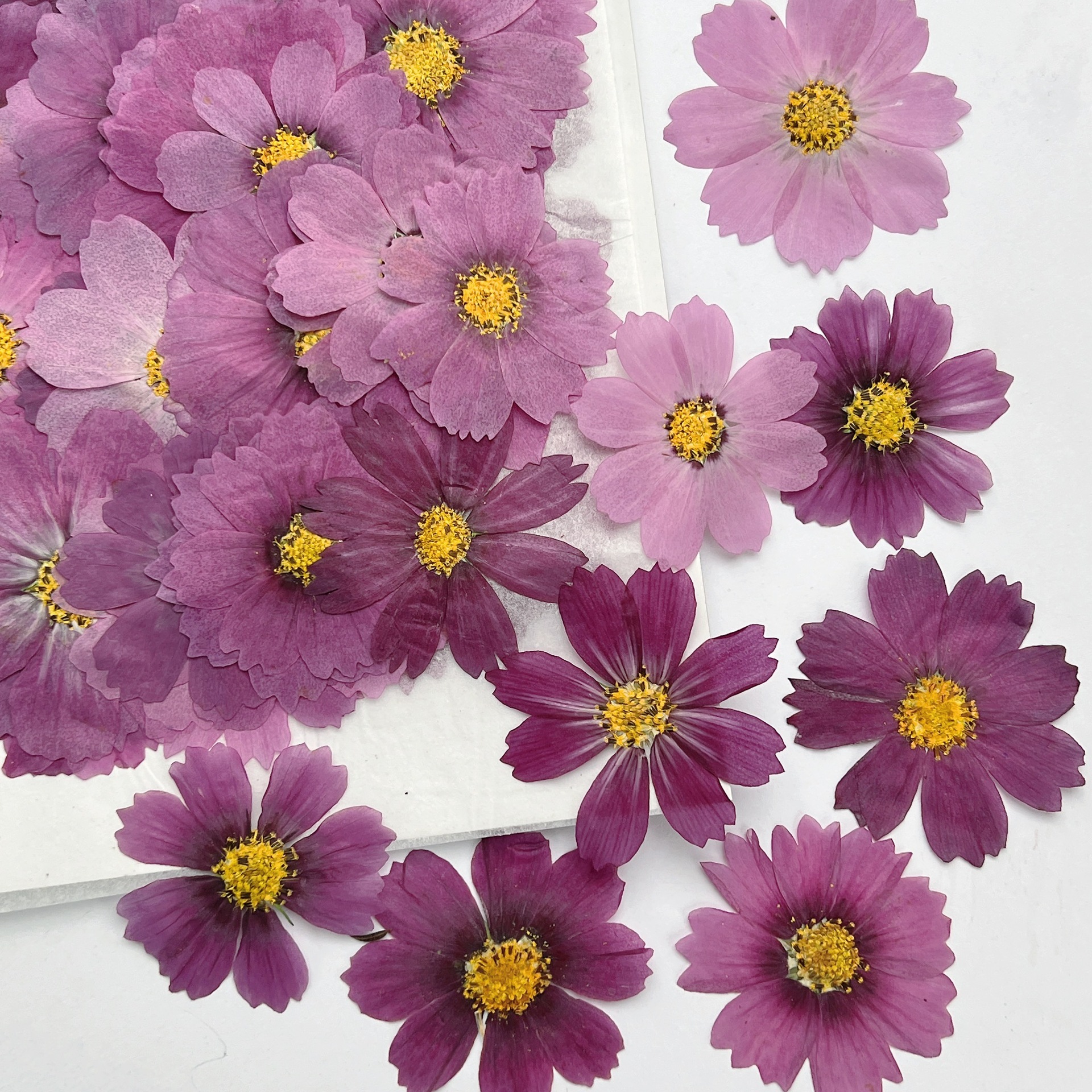 100Pcs Cosmos Dried Flower Pre - Dried Flower Bookmark avis et prix