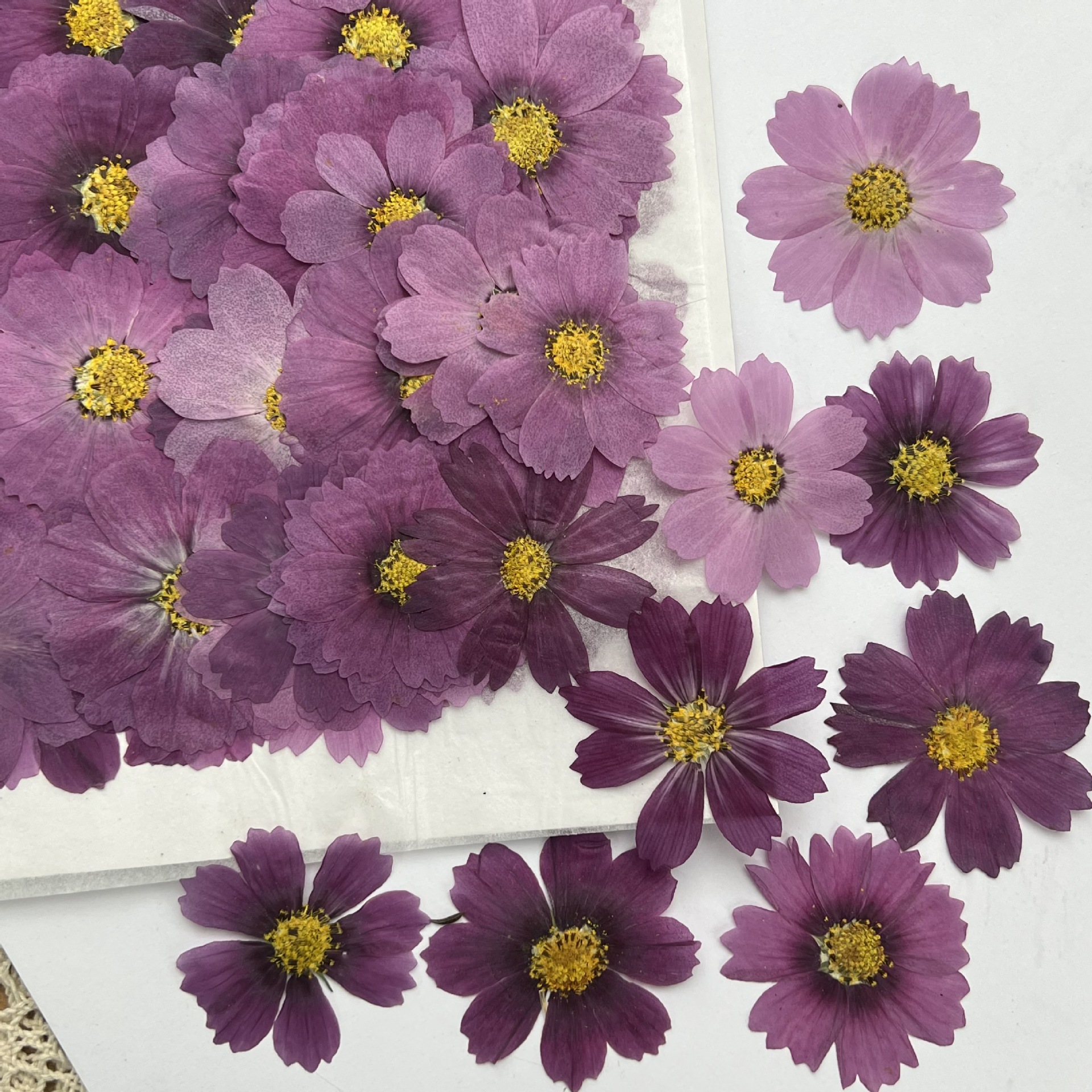 100Pcs Cosmos Dried Flower Pre - Dried Flower Bookmark avis et prix