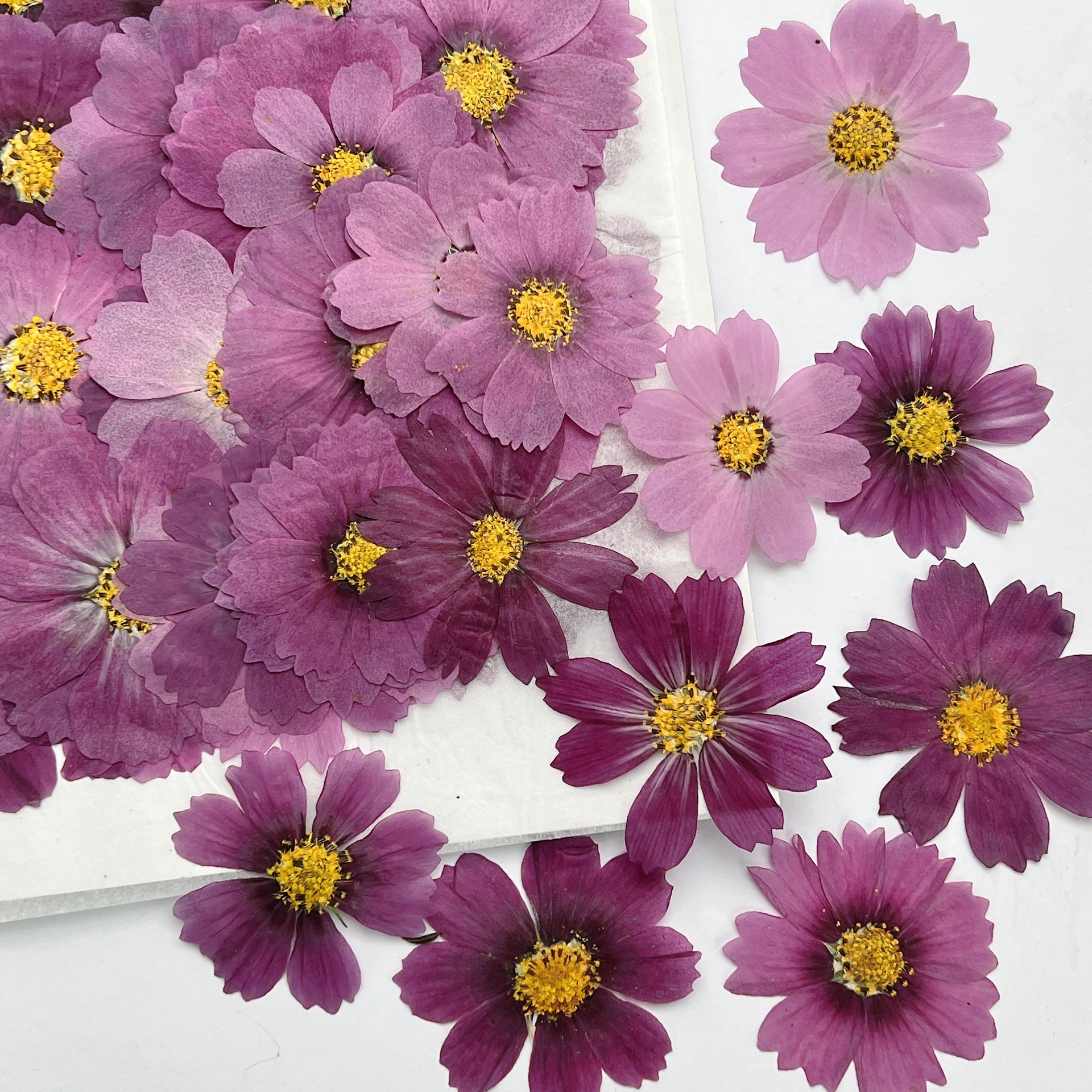 100Pcs Cosmos Dried Flower Pre - Dried Flower Bookmark avis et prix