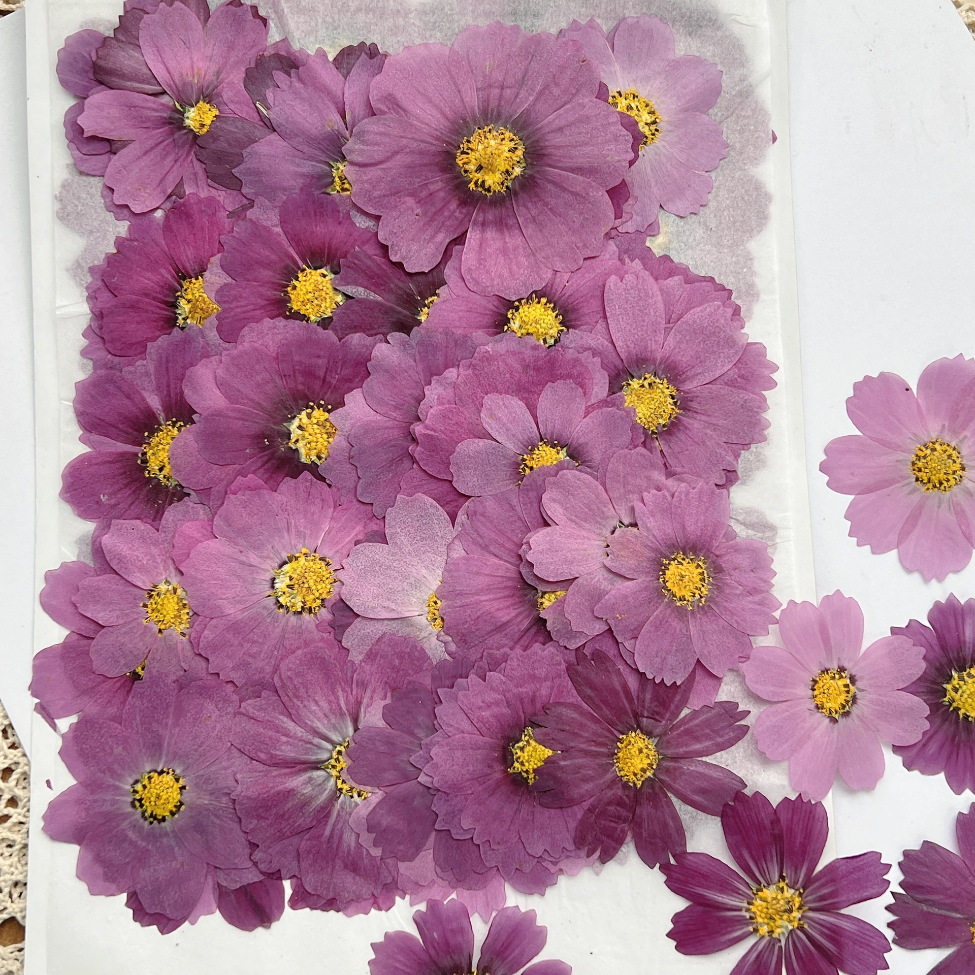 100Pcs Cosmos Dried Flower Pre - Dried Flower Bookmark avis et prix