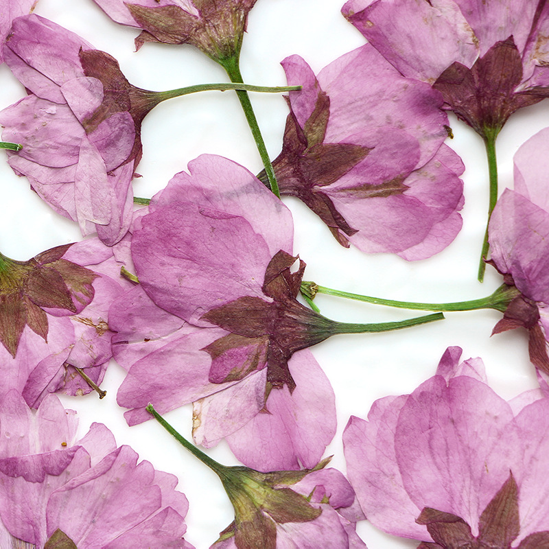 36Pcs Natural Dried Flower Pre - Dried Flower Bookmark avis et prix
