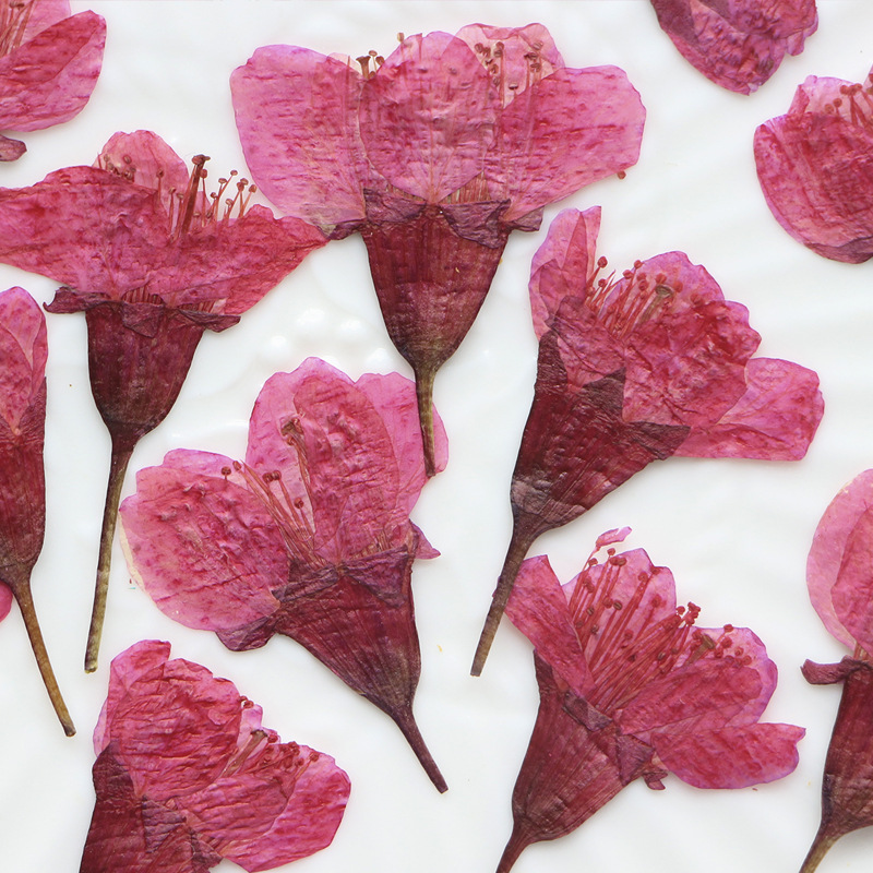 36Pcs Natural Dried Flower Pre - Dried Flower Bookmark avis et prix