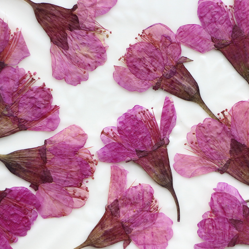 36Pcs Natural Dried Flower Pre - Dried Flower Bookmark avis et prix