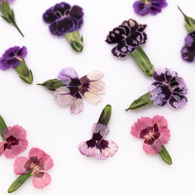 24pcs,Pressed Dried Dianthus F - Dried Flower Bookmark avis et prix