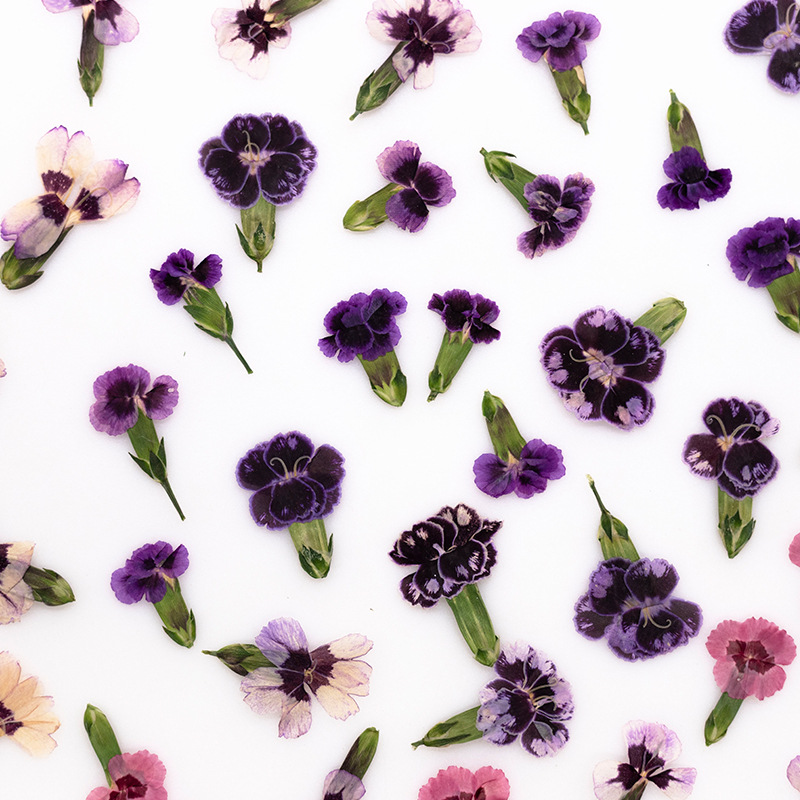 24pcs,Pressed Dried Dianthus F - Dried Flower Bookmark avis et prix
