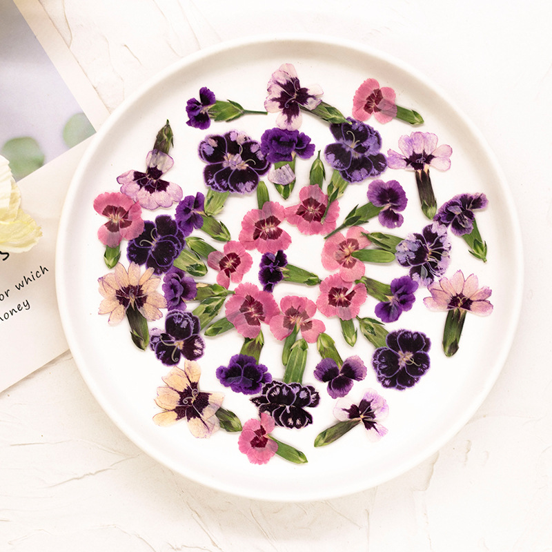 24pcs,Pressed Dried Dianthus F - Dried Flower Bookmark avis et prix