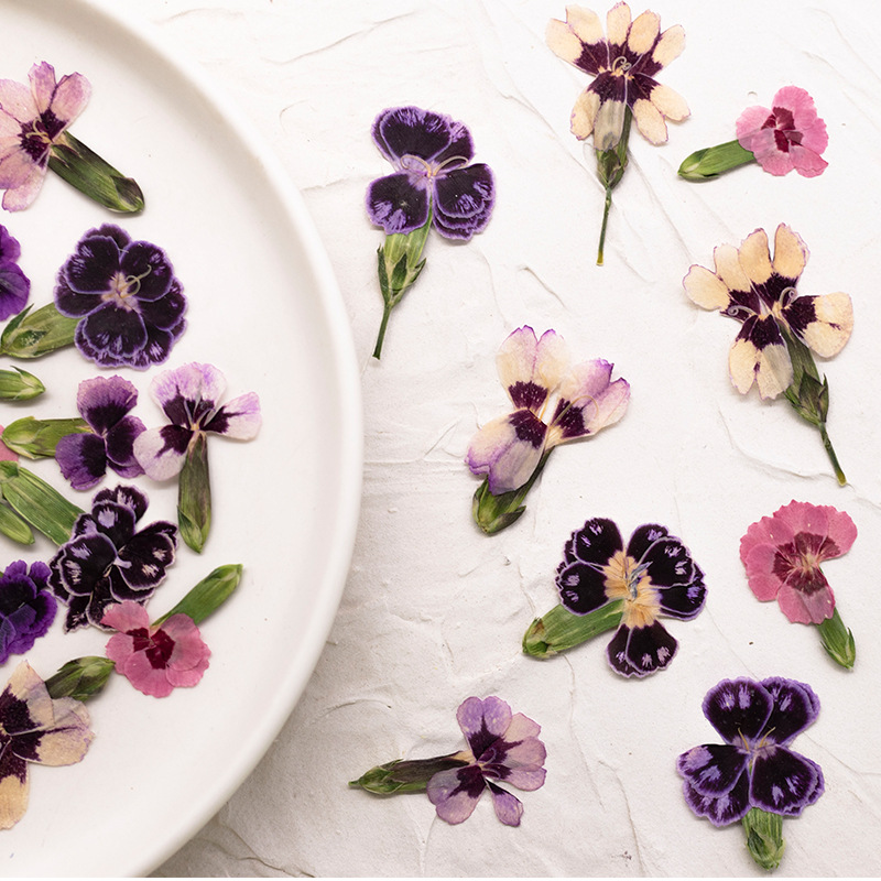 24pcs,Pressed Dried Dianthus F - Dried Flower Bookmark avis et prix