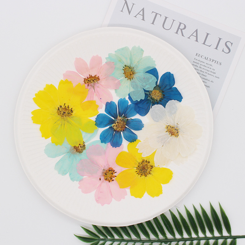 36Pcs Large Cosmos Flower Drie - Dried Flower Bookmark avis et prix