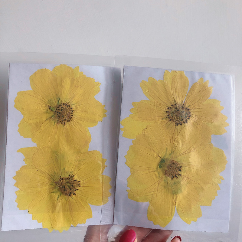 36Pcs Large Cosmos Flower Drie - Dried Flower Bookmark avis et prix