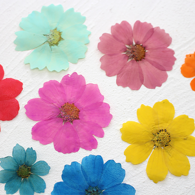 36Pcs Large Cosmos Flower Drie - Dried Flower Bookmark avis et prix