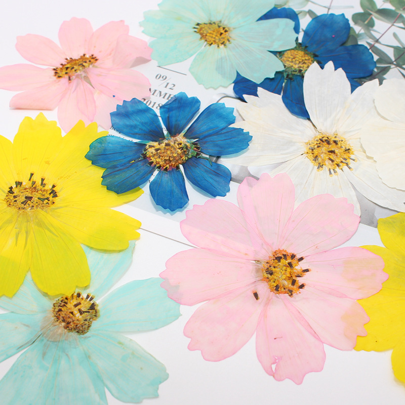 36Pcs Large Cosmos Flower Drie - Dried Flower Bookmark avis et prix