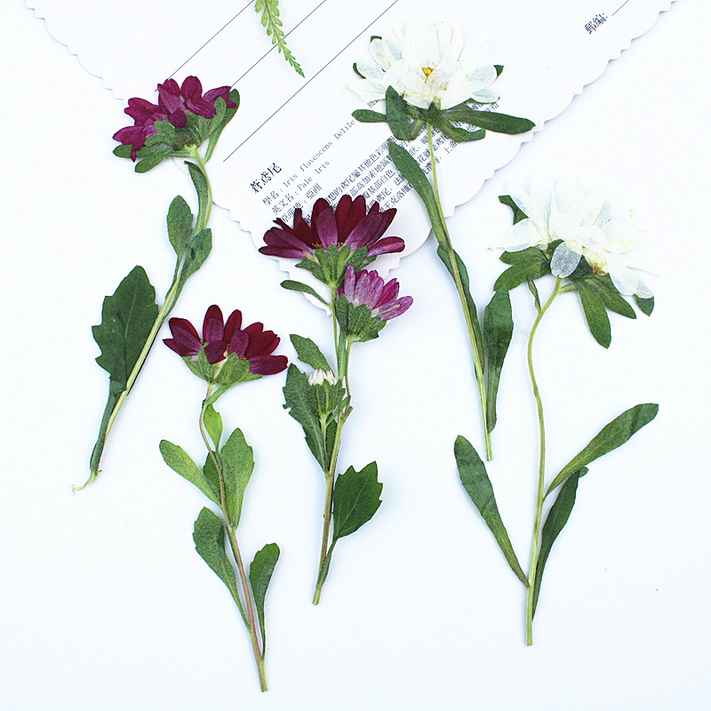 24pcs,Mini Chrysanthemum Press - Dried Flower Bookmark avis et prix