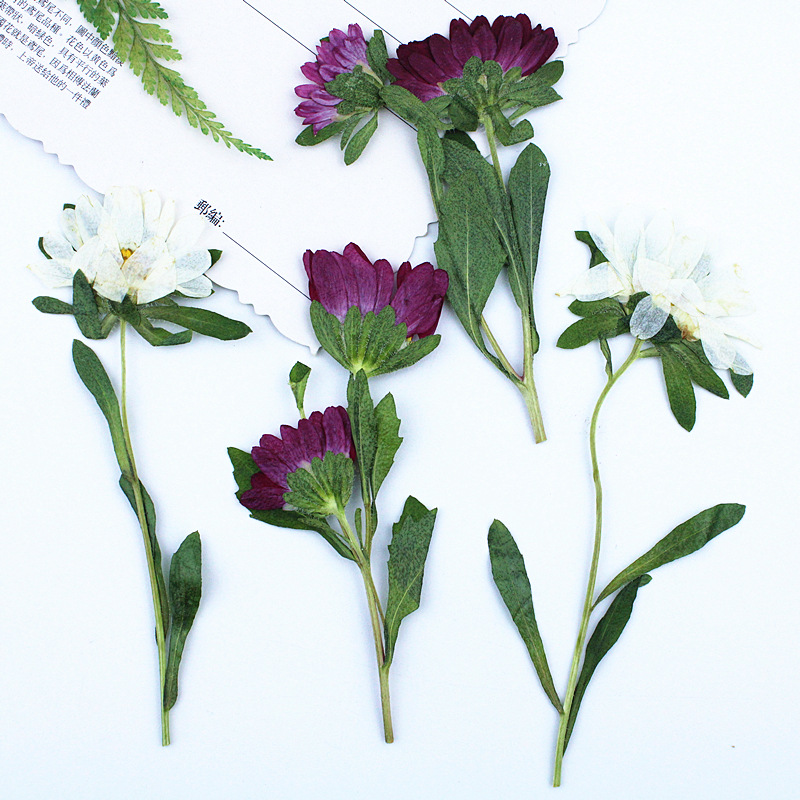 24pcs,Mini Chrysanthemum Press - Dried Flower Bookmark avis et prix