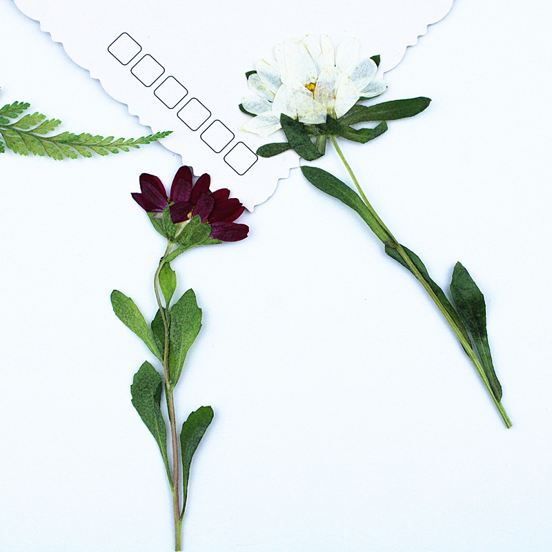 24pcs,Mini Chrysanthemum Press - Dried Flower Bookmark avis et prix