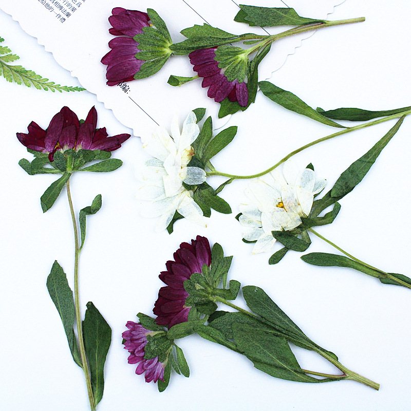24pcs,Mini Chrysanthemum Press - Dried Flower Bookmark avis et prix