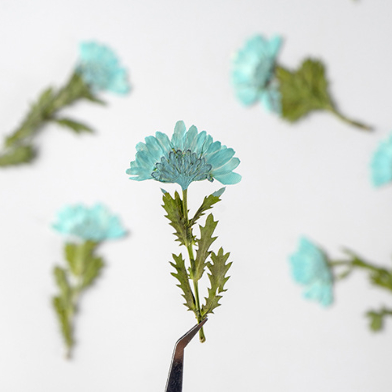 5-8cm/24pcs,Side pressed cryst - Dried Flower Bookmark avis et prix
