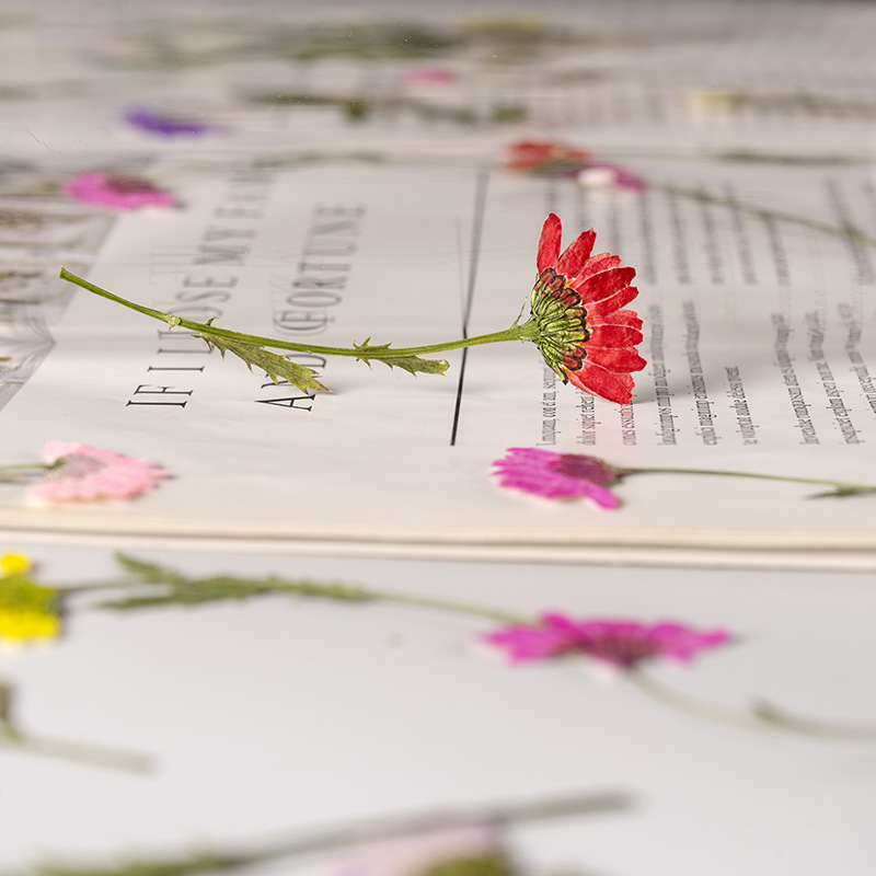 5-8cm/24pcs,Side pressed cryst - Dried Flower Bookmark avis et prix
